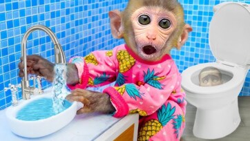 Monkey video songs